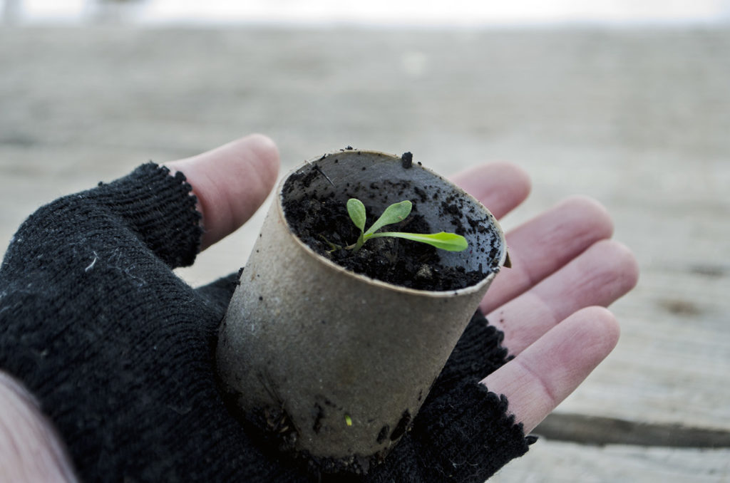 Răsad de salată repicat în ghiveci din carton răsaduri de legume